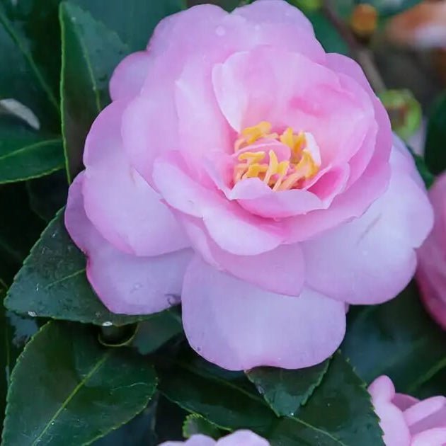 Light Pink Camellia Seeds