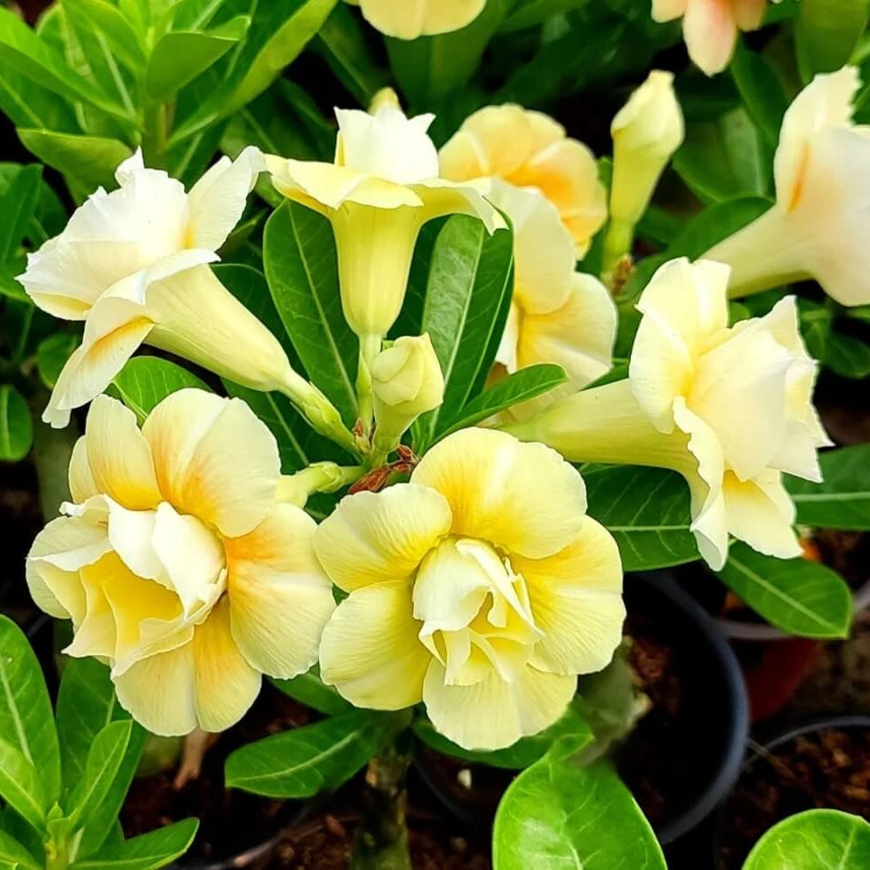 Light Yellow Desert Rose Seeds - Flower Plant