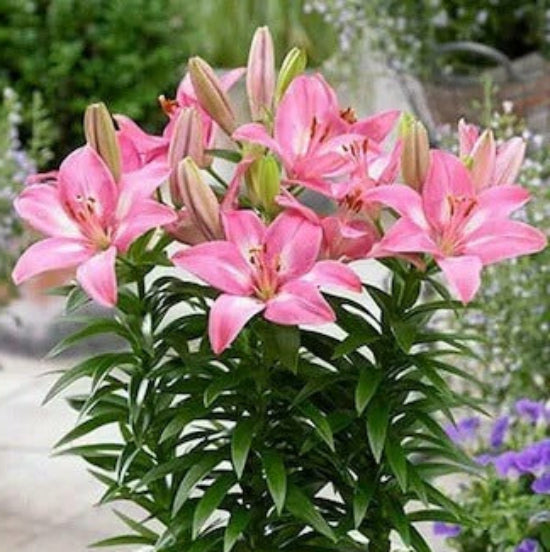 Lily Seeds - Flower Plant