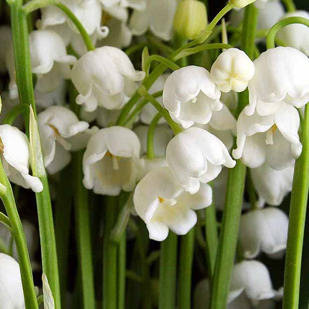 Lily of the Valley Seeds