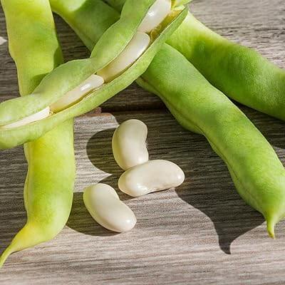 Lima bean seeds - Vegetable Plant