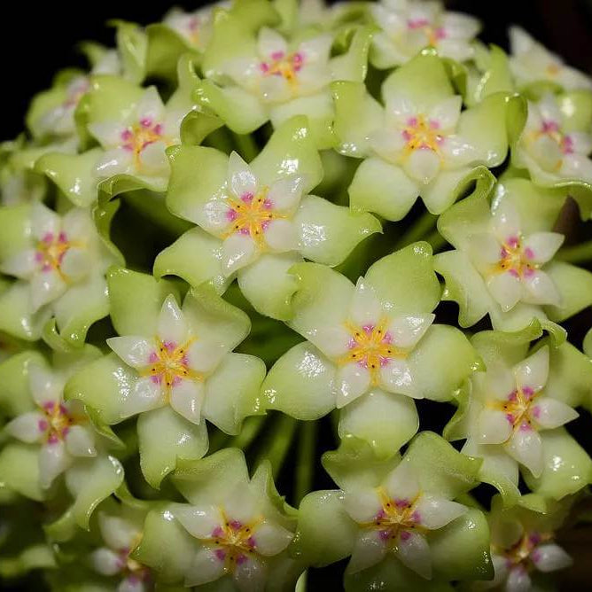 Lime Green Hoya Seeds - Heirloom Flower Plant for Home Gardens