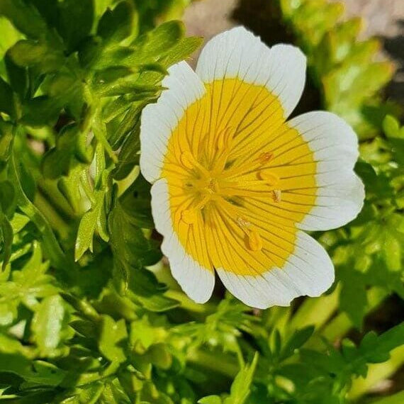 Limnanthes Douglasii Seeds - Heirloom Flower Plant for Home Gardens