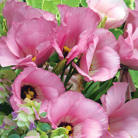 Lisianthus Seeds - Flower Plant for Home Gardens