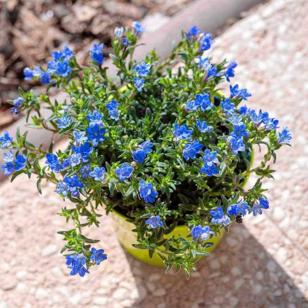 Lithodora Seeds