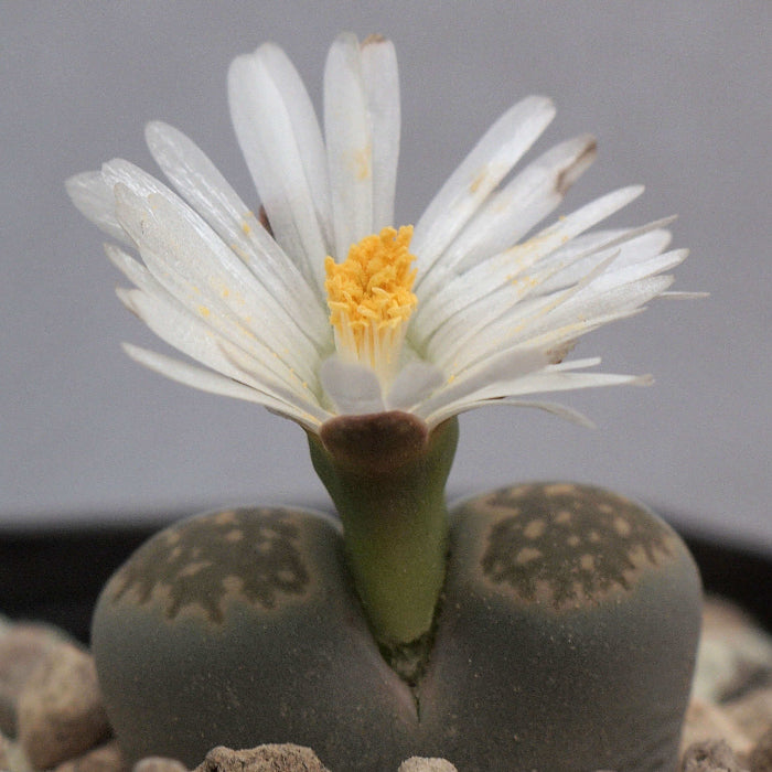 Lithops Seeds - Flower Plant for Home Gardens