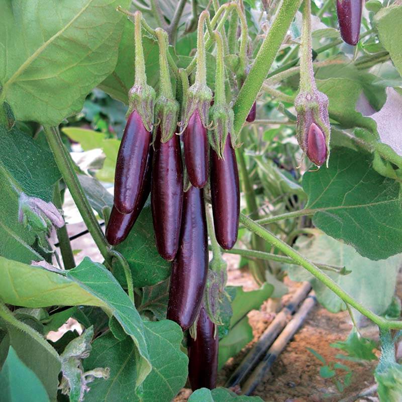 Little Finger Eggplant Seeds - Heirloom Vegetable Plant for Home Gardens