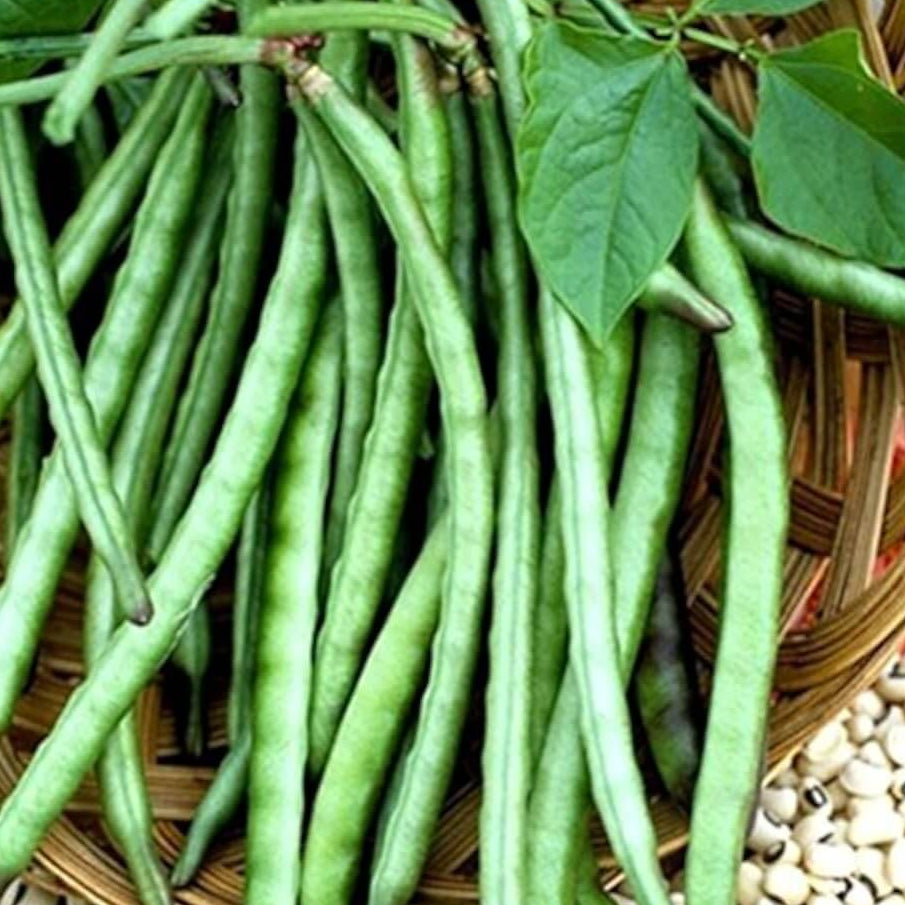 Lobia Seeds - Heirloom Vegetable Plant for Home Gardens