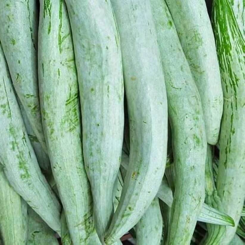 Long Green Snake Gourd Seeds