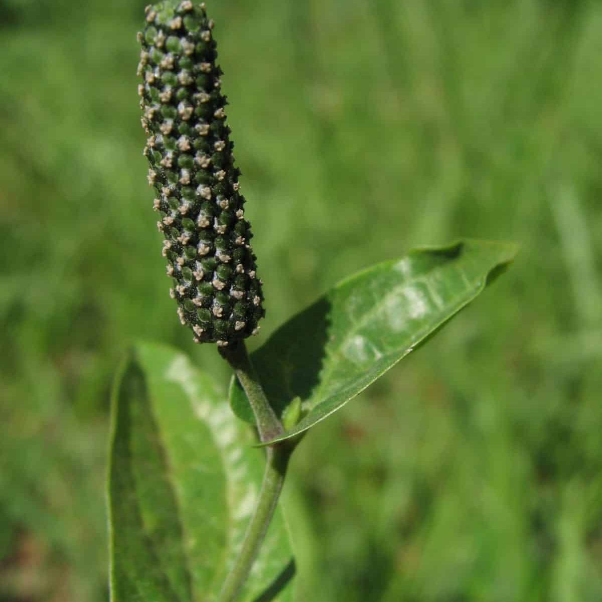 Long Pepper Seeds - Herbal Plant