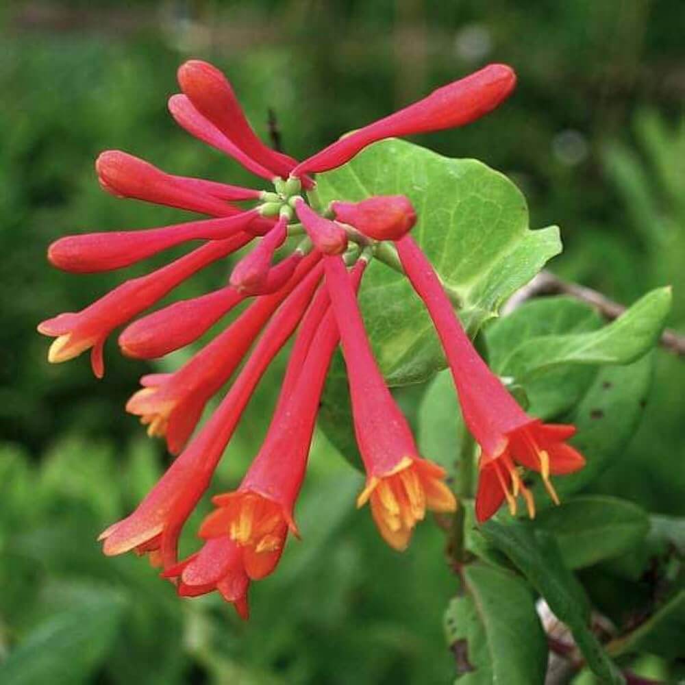 Lonicera Sempervirens Seeds - Vine Plant Seeds for Home Gardens