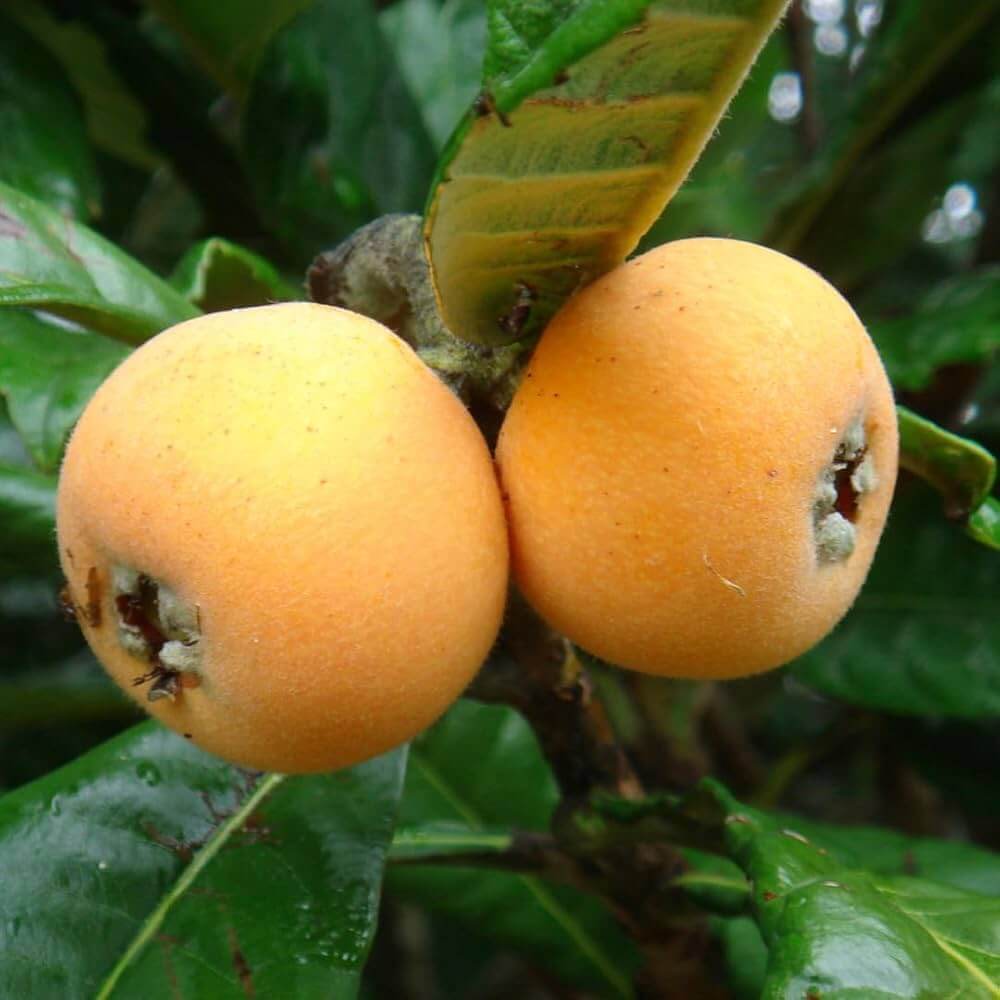 Loquat Seeds - Fruit Plant for Home Gardens