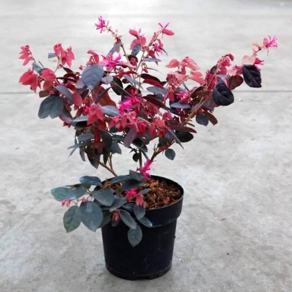 Loropetalum Seeds - Shrub Plant Seeds for Home Gardens