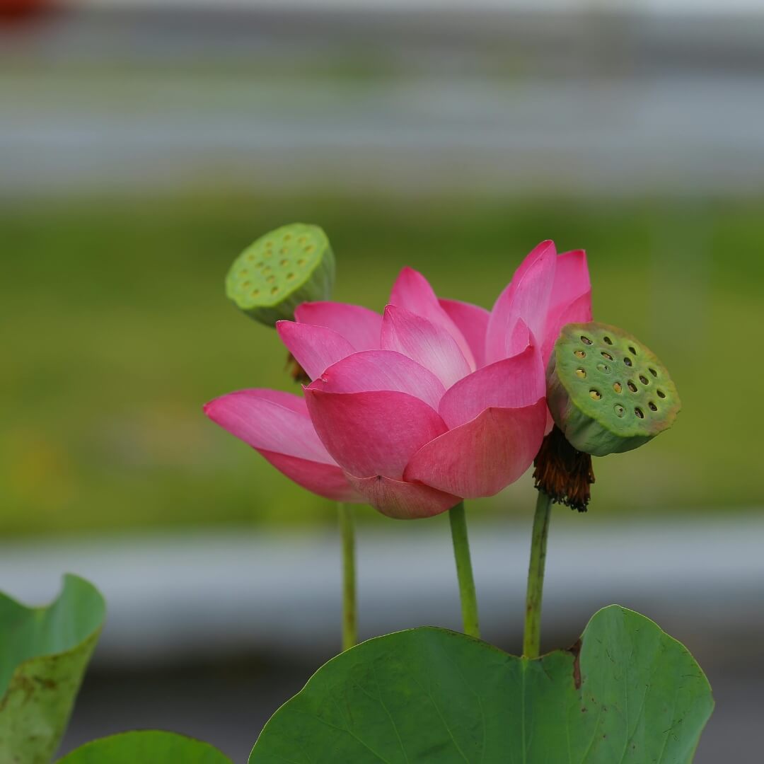 Lotus Seeds - Flower Plant for Home Gardens