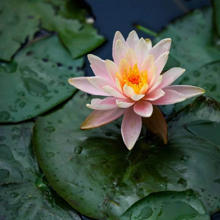 Lotus Seeds - Heirloom Flower Plant for Home Gardens