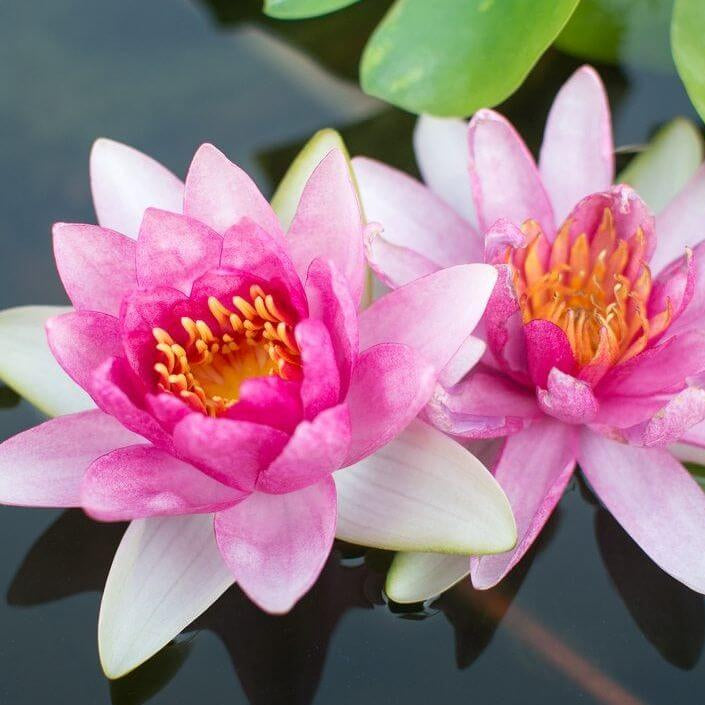 Lotus Seeds