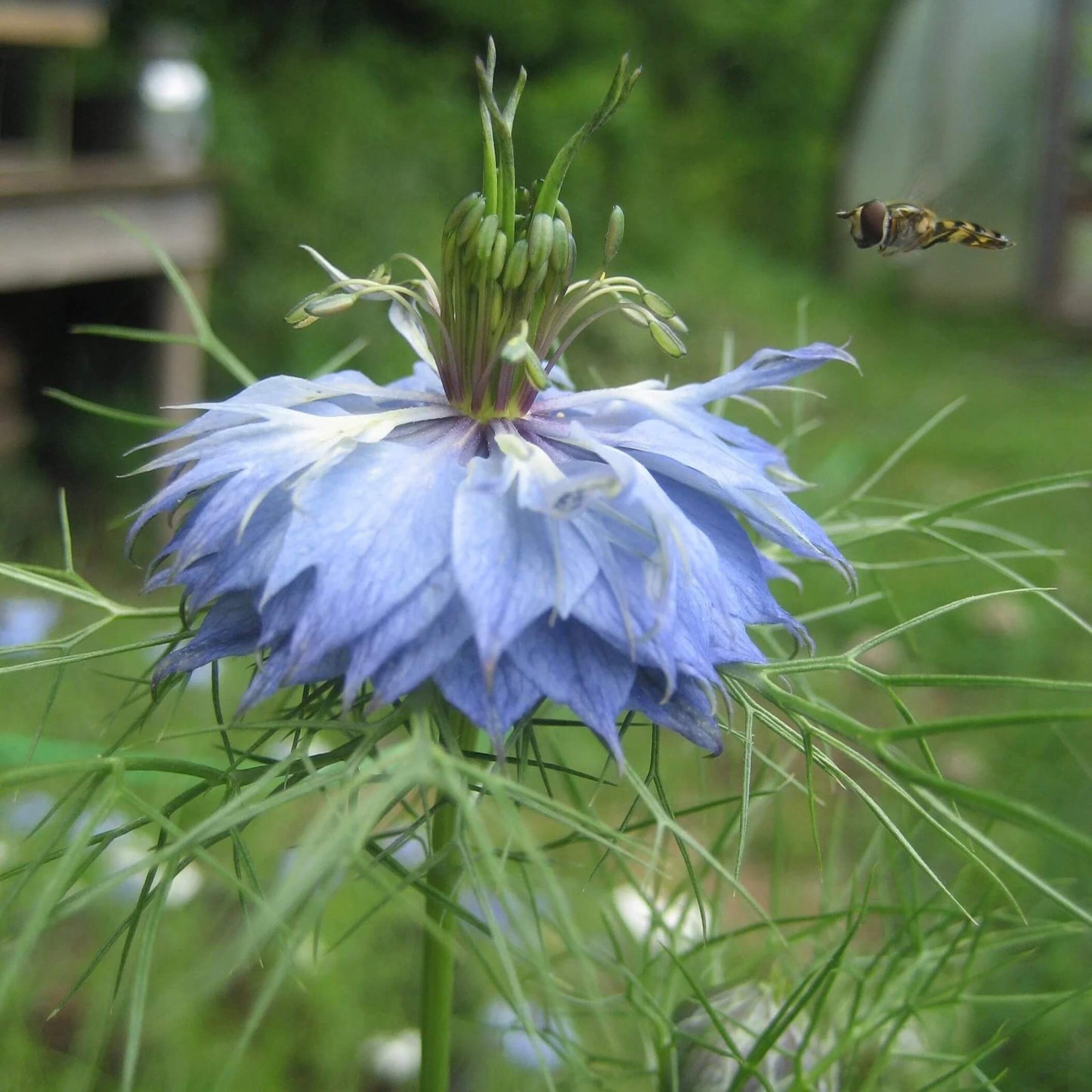 Love-In-A-Mist Seeds - Flower Plant