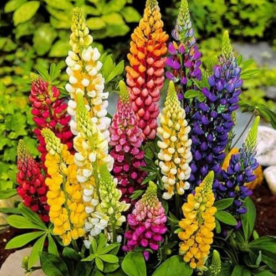 Lupine Seeds