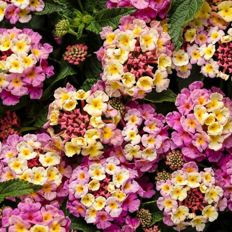 Luscious Pinkberry Blend Lantana Seeds - Ornamental Plant Seeds for Home Gardens