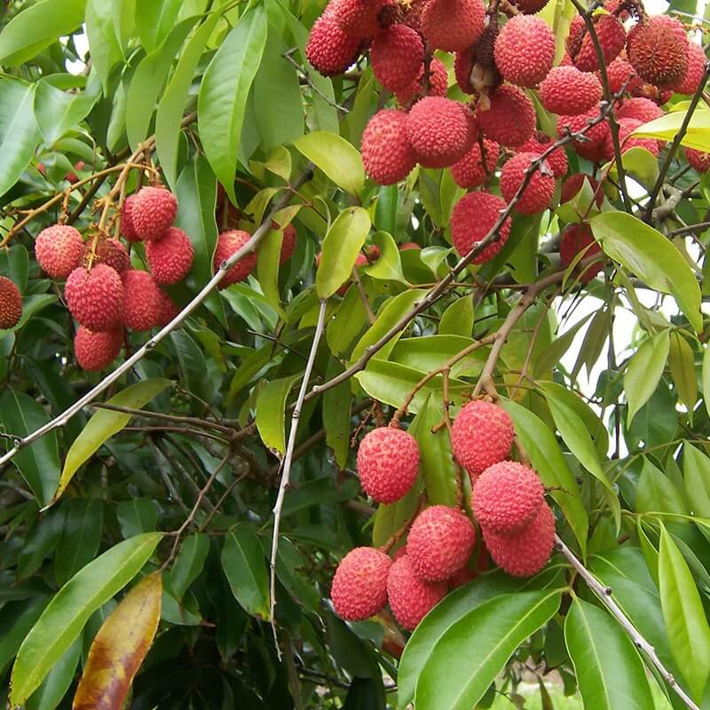 Lychee Seeds - Fruit Plant for Home Gardens