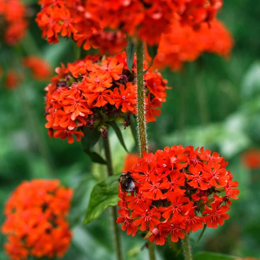 Lychnis seeds - Flower Plant for Home Gardens