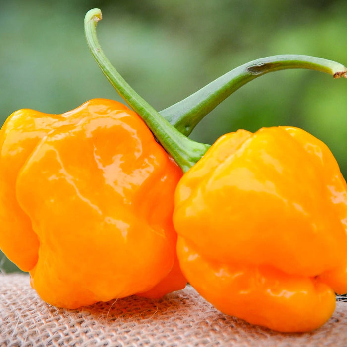 MOA Yellow Scotch Bonnet Pepper Seeds
