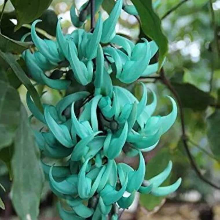 Macrobotrys Strongylodon Seeds