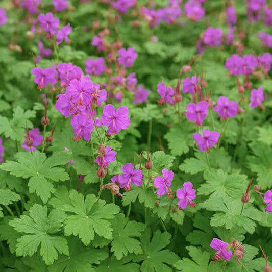 Macrorrhizum Geranium Seeds