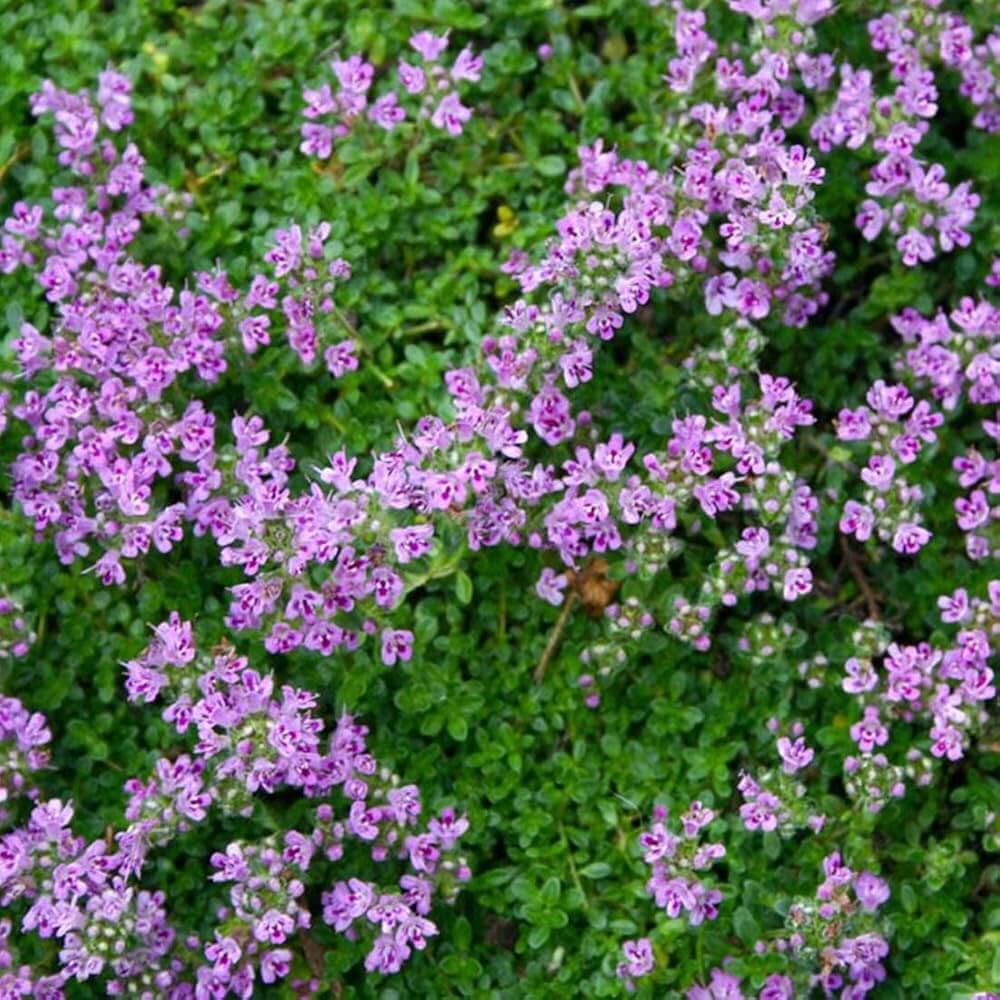 Magic Carpet Creeping Thyme Seeds - Herbal Plant