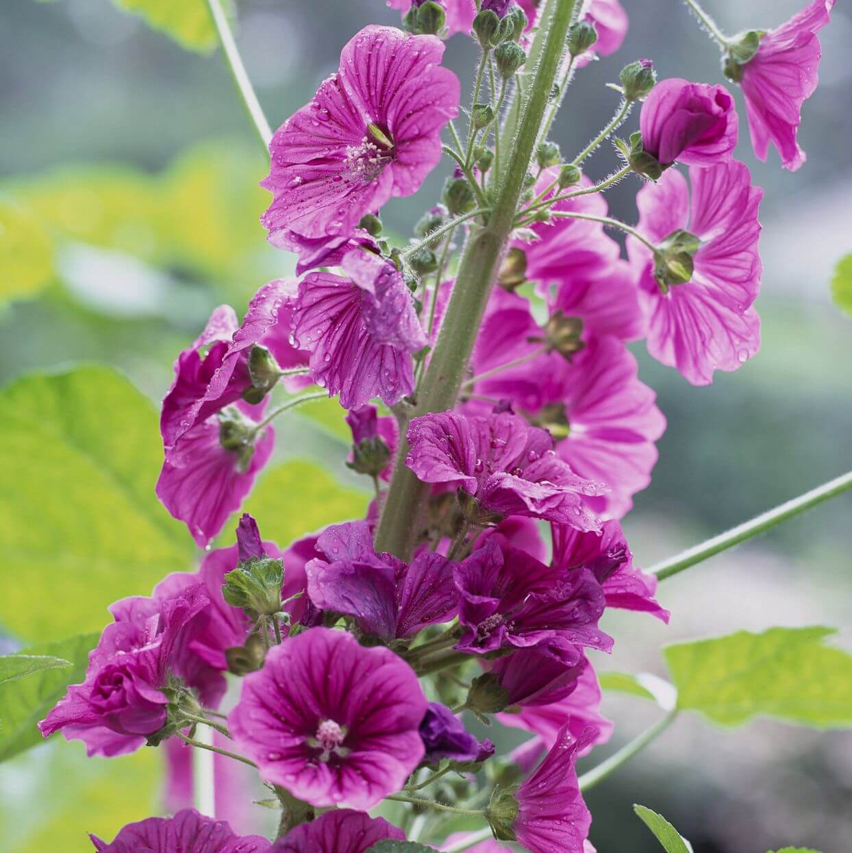 Mallow Seeds - Herbal Plant for Home Gardens
