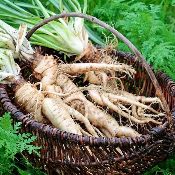 Mammoth French white Seeds