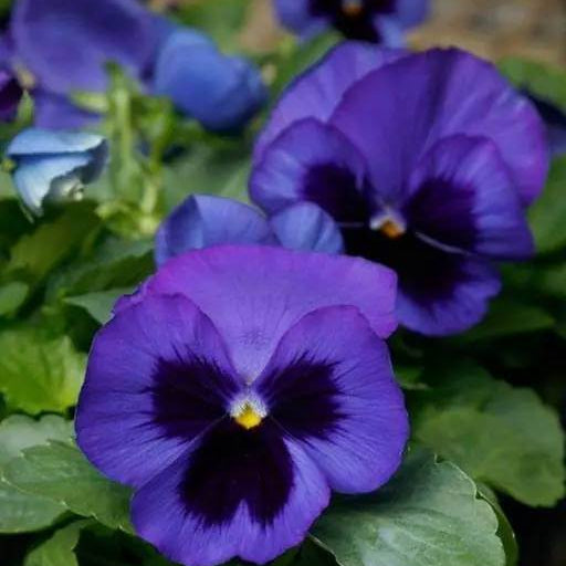 Mammoth Pansy Seeds