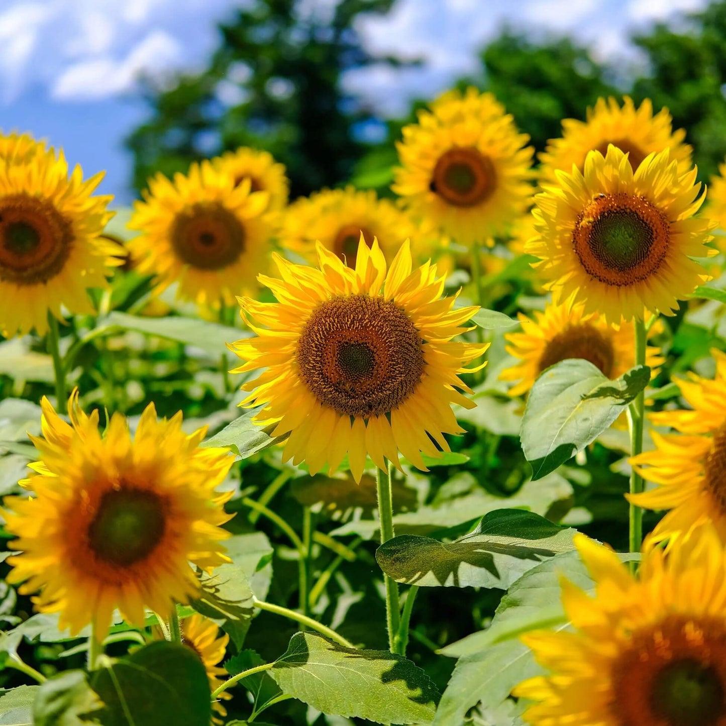 Mammoth Sunflower Seeds - Flower Plant