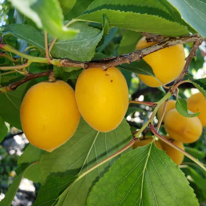 Manchurian Apricot Seeds