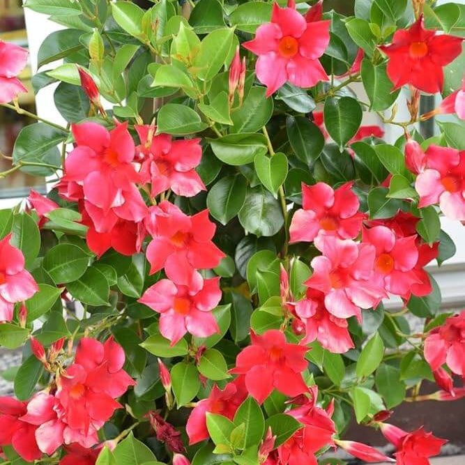 Mandevilla Seeds - Flower Plant for Home Gardens
