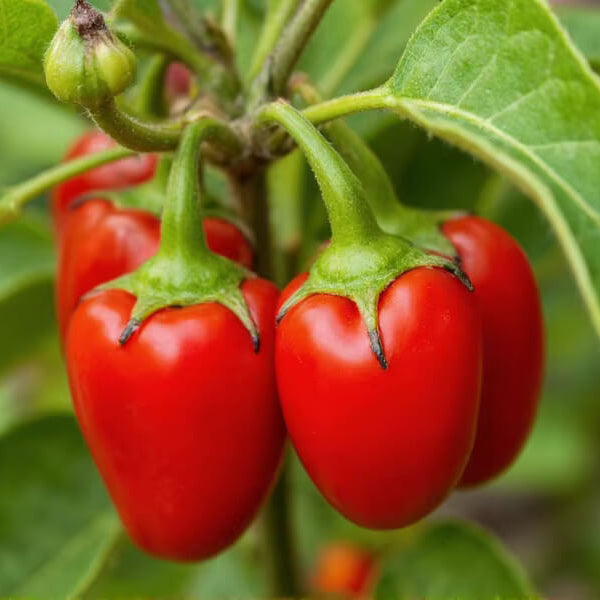 Manzano Pepper Seeds - Vegetable Plant