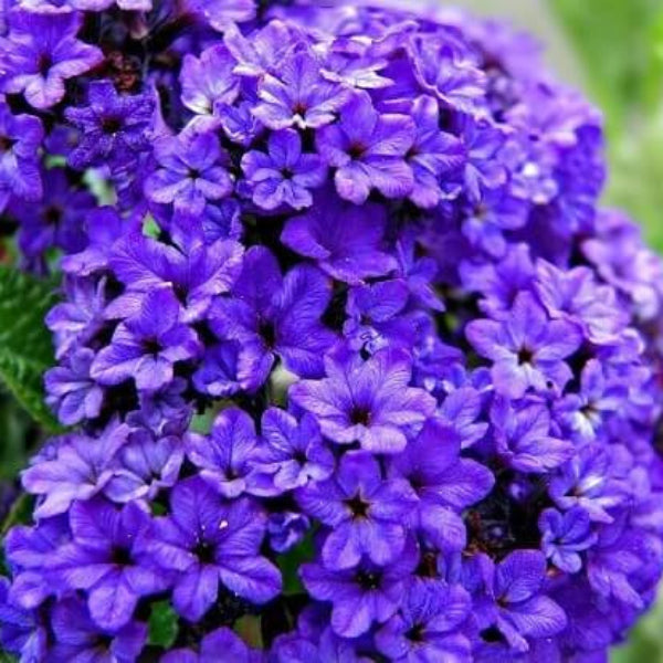 Marine Heliotrope Seeds