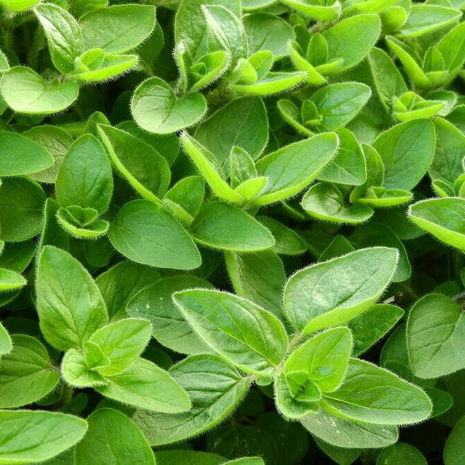 Marjolaine Herb Seeds - Heirloom Herbal Plant for Home Gardens
