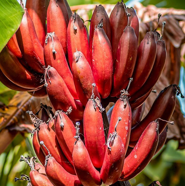 Maroon-Red Banana Seeds
