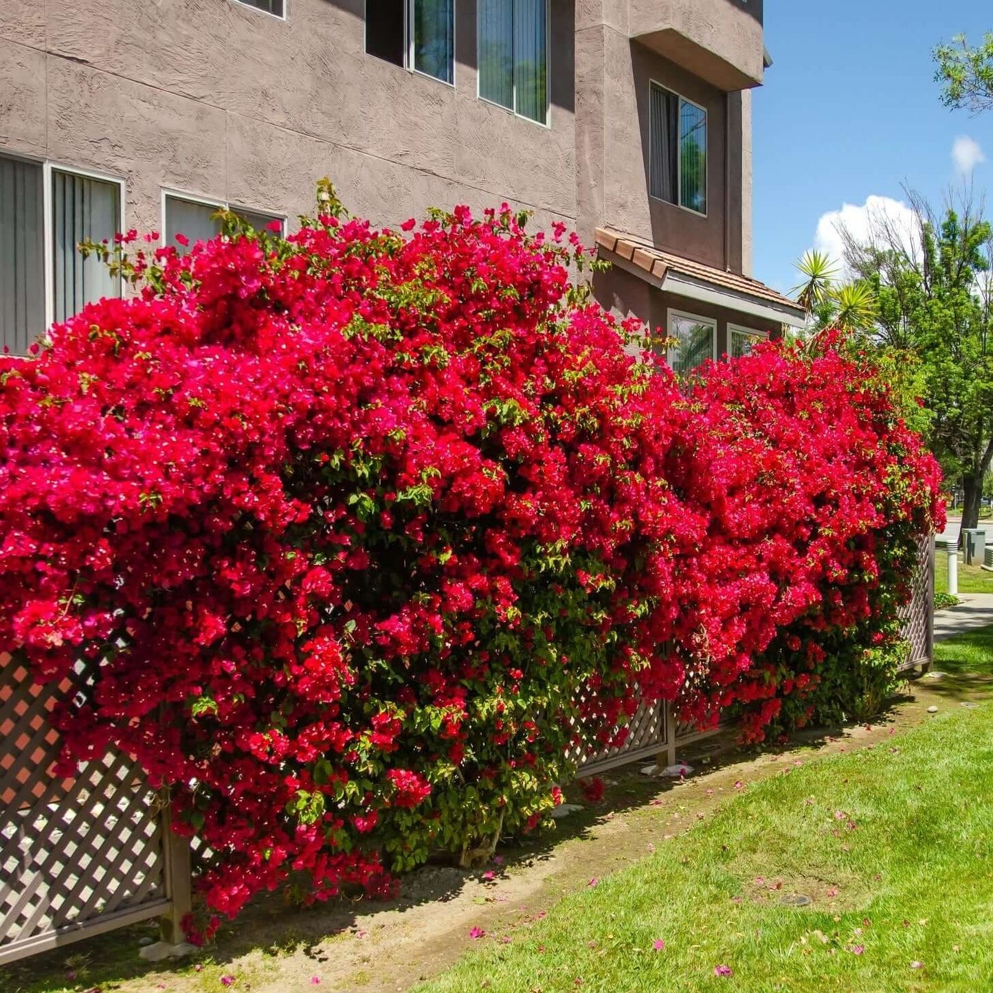 Maroon Bougainvillea Seeds