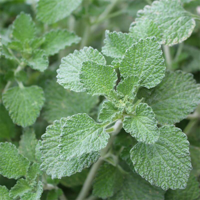Marrubium Vulgare Seeds - Heirloom Herbal Plant for Home Gardens