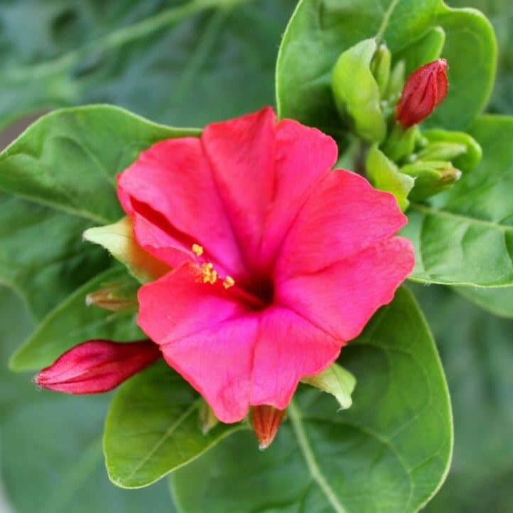 Marvel Of Peru Seeds - Flower Plant