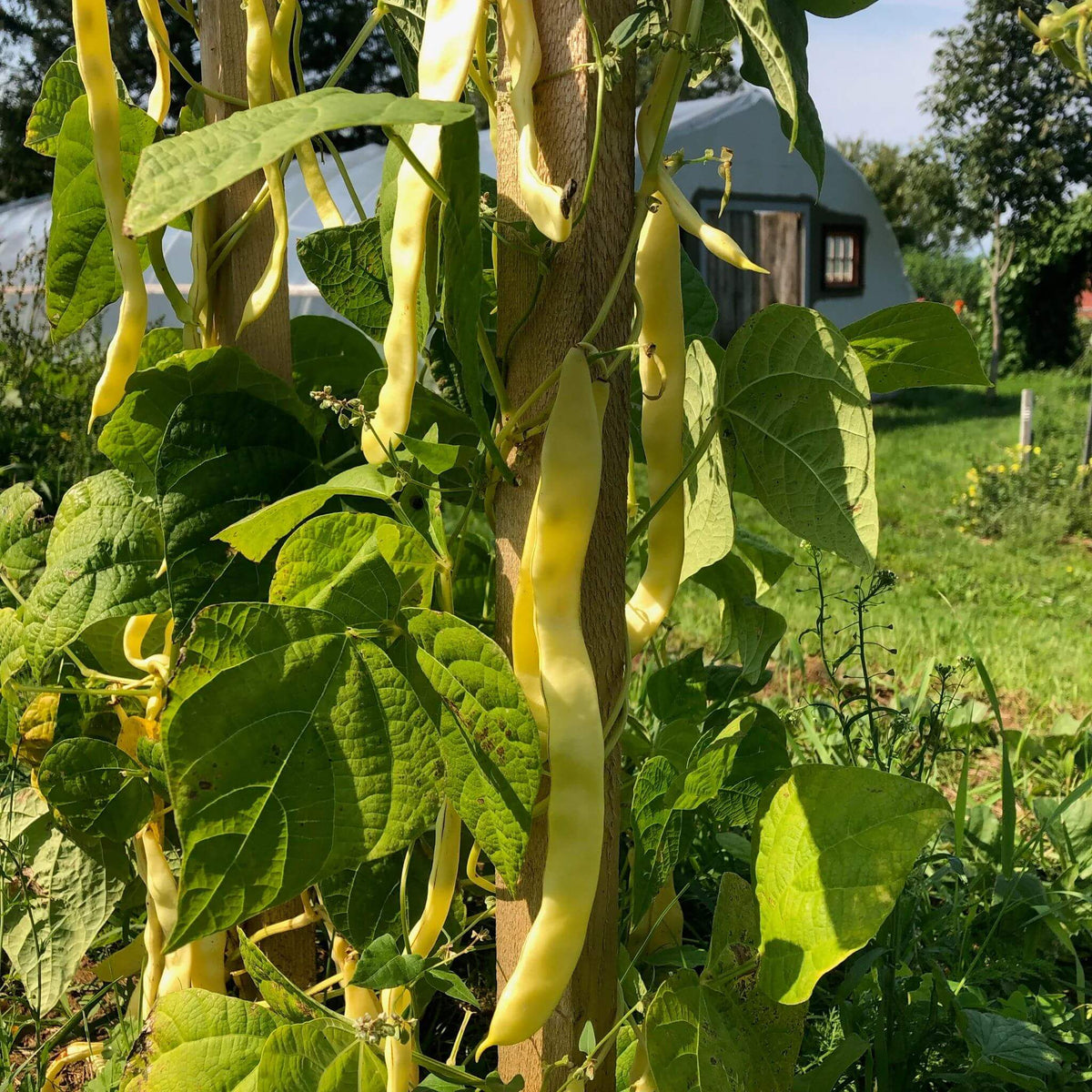 Marvel Of Venice Pole Bean Seeds - Heirloom Vegetable Plant for Home Gardens