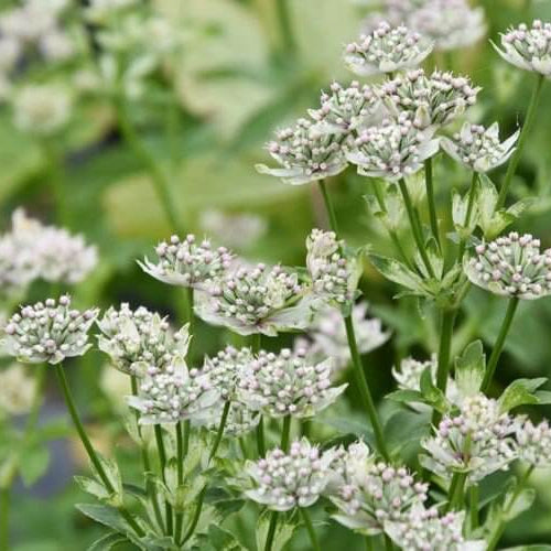Masterwort Seeds - Heirloom Flower Plant for Home Gardens