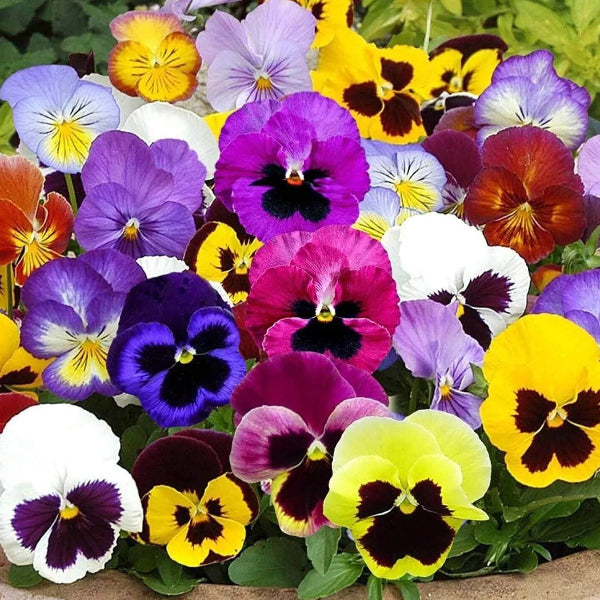 Matrix Pansy Seeds