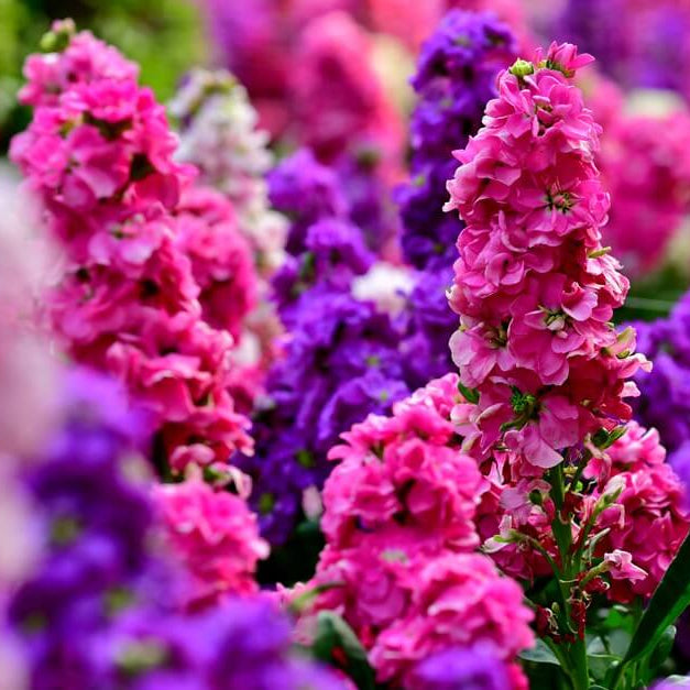 Matthiola Incana Seeds - Heirloom Flower Plant for Home Gardens