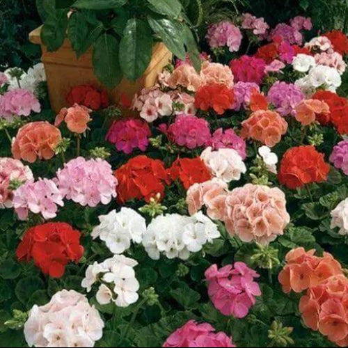 Maverick Geranium Seeds - flower Plant