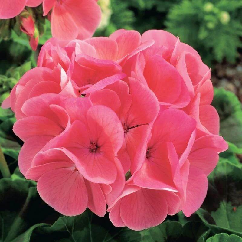 Maverick Pink Geranium Seeds - Heirloom Flower Plant for Home Gardens