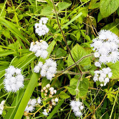 Meadow Clover Seeds - Flower Plant
