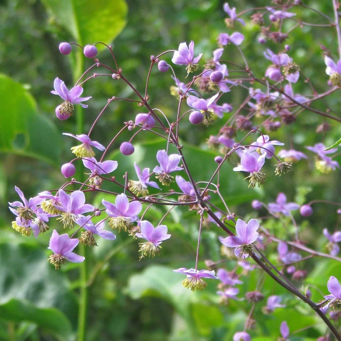 Meadow Rue Seeds - Flower Plant